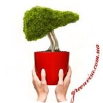 Програма оздоровлення і лікування печінки і жовчного міхура 1
