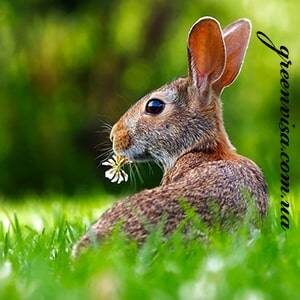 Товары для пищеварительной системы